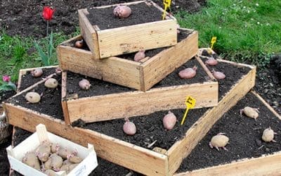 DIY Potato Tower