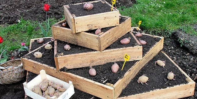 DIY Potato Tower