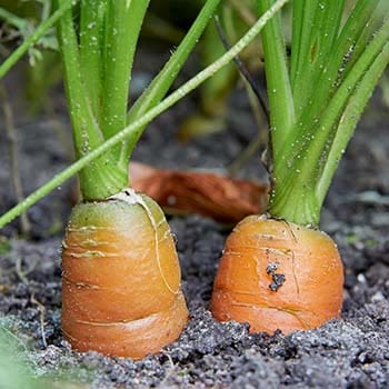 carrots in sandy soil