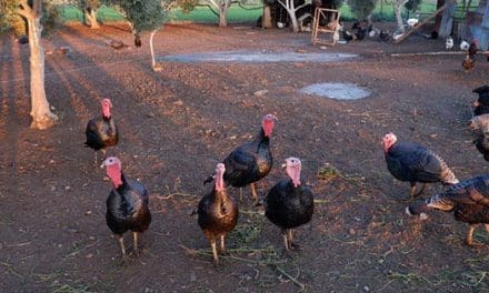 How To Raise Turkeys For Holiday Cash