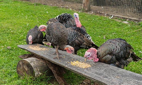 raise turkeys for holiday cash