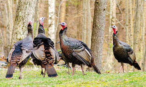raise turkeys for holiday cash
