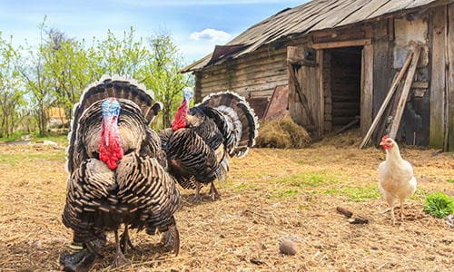 raise turkeys for holiday cash