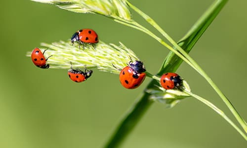 8 creepy crawlers you should welcome in your garden