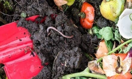 7 Creepy Crawlers You Should Welcome In Your Garden