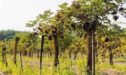 Why I Started An Elderberry Orchard And Why You Should Too