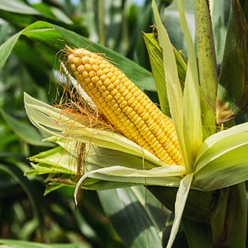 corn in garden