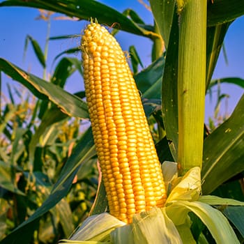 corn field