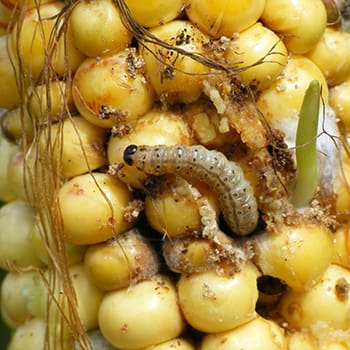 corn pests