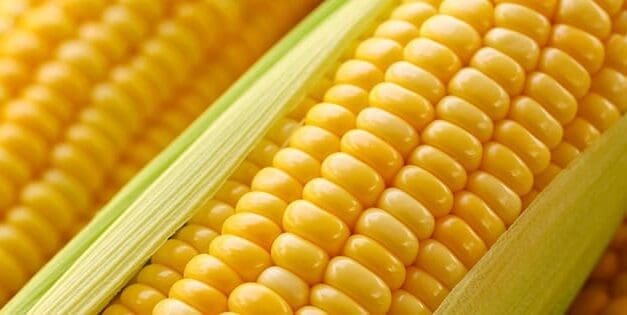 Corn