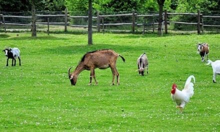 6 Most Profitable Animals To Raise On Your Property