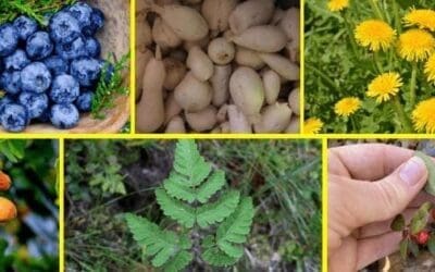 Wild Edibles People Ate During The Great Depression