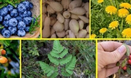 Wild Edibles People Ate During The Great Depression