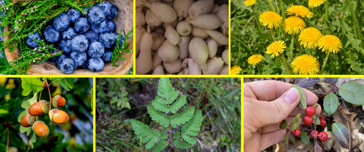 Wild Edibles People Ate During The Great Depression