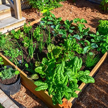Fall Container Vegetable Gardening