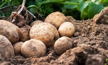 How To Grow An Endless Supply Of Potatoes