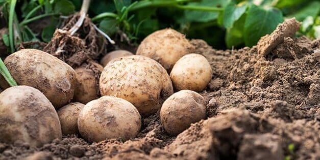 How To Grow An Endless Supply Of Potatoes