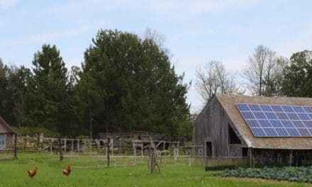 How To Make A Full Income On Your Homestead