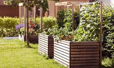 Why I Stopped Using Raised Beds