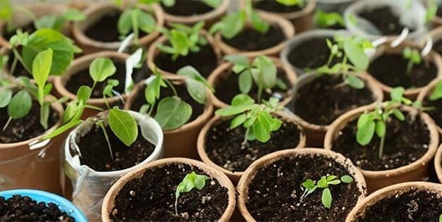 10 Medicinal Seeds You Should Start This Winter