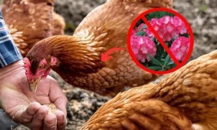 Never Feed THIS to Your Chickens