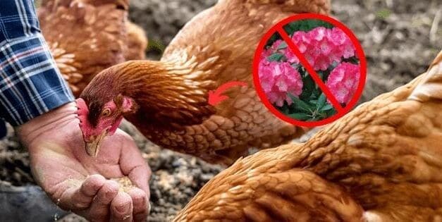 Never Feed THIS to Your Chickens