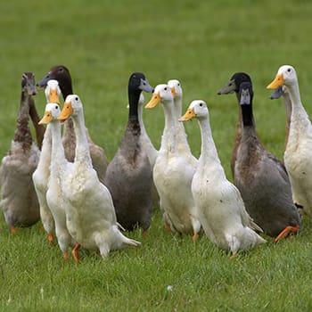 Read This Before Getting Ducks - Self Sufficient Projects