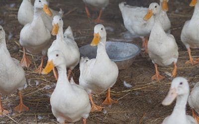 Read This Before Getting Ducks