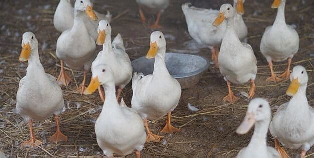 Read This Before Getting Ducks