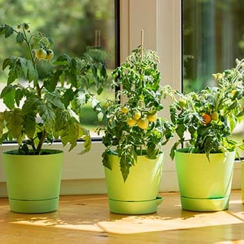 How To Grow Tomatoes Indoors