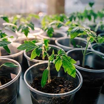 How To Grow Tomatoes Indoors