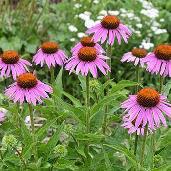 Natural Remedies From The Amish - Self Sufficient Projects