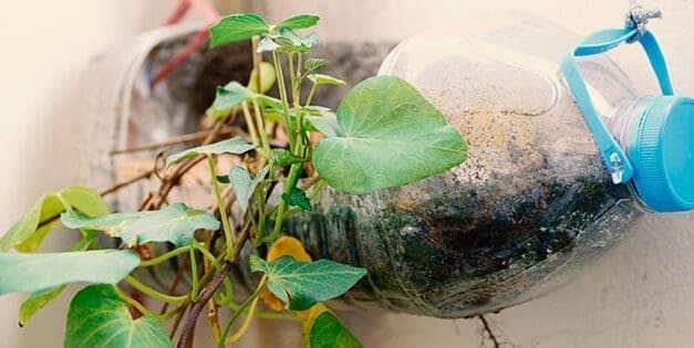 Plants You Can Grow In Water Bottles