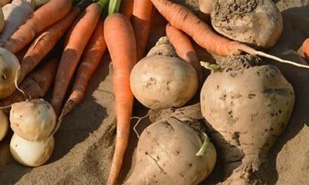 Why You Should Bury Your Vegetables In Sand