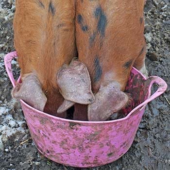 10 Things To Never Feed Your Pigs