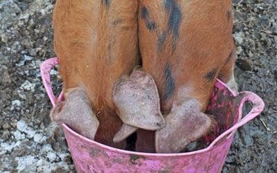 10 Things To Never Feed Your Pigs