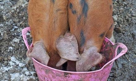 10 Things To Never Feed Your Pigs