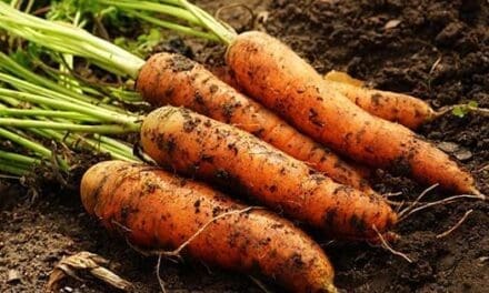Carrots
