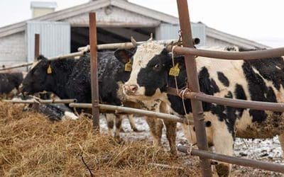 Livestock In Winter: Mistakes Even The Most Advanced Homesteaders Make