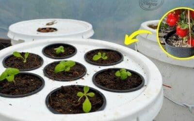 25 Crops You Can Grow In Buckets All Year Round