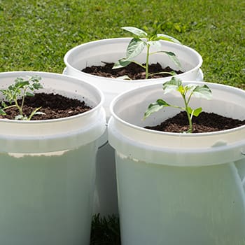 best crops to grow in buckets - tomatoes