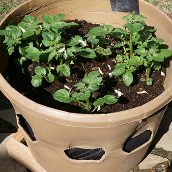 25 Crops You Can Grow In Buckets All Year Round