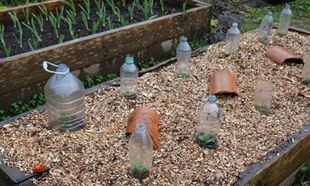 6 DIY Projects to Protect Your Plants From Frost