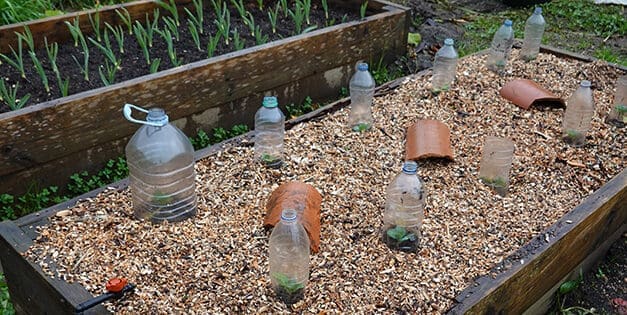 6 DIY Projects to Protect Your Plants From Frost