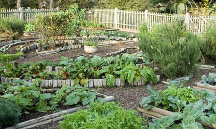 How To Grow An Emergency Garden