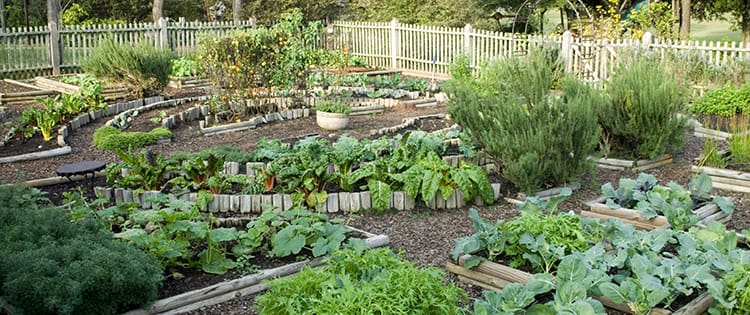 How To Grow An Emergency Garden