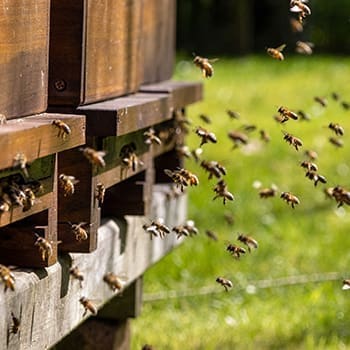 Low Maintenance Animals for Your Homestead