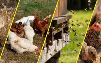 Low Maintenance Animals for Your Homestead