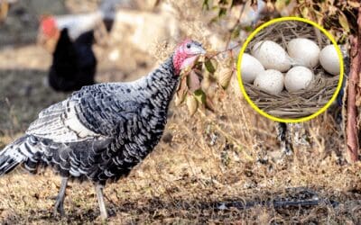 Why We Don’t Eat Turkey Eggs