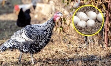 Why We Don’t Eat Turkey Eggs